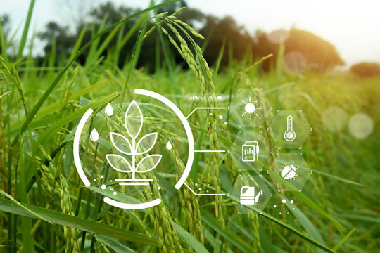 Smart farming concept with digital interface overlaying a lush green rice field with golden grains. Featuring icons for IoT sensors, weather, and irrigation, representing modern precision agriculture.
