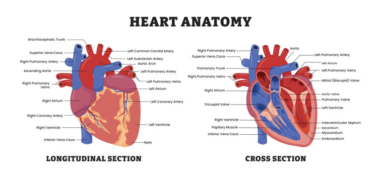 Heart anatomy structure diagram with longitudinal view and cross section view, educational medical poster design healthcare scheme, internal organs.