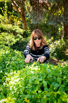 Mid-aged woman and removing old stems and leaves in a back yard