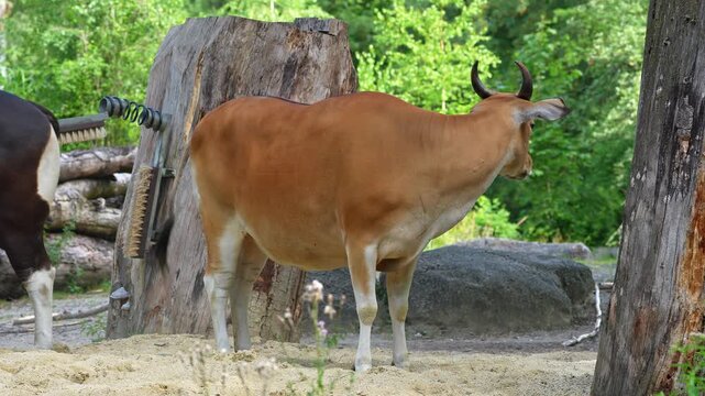Banteng, Bos javanicus or Red Bull. It is a type of wild cattle But there are key characteristics that are different from cattle and bison: a white band bottom in both males and females.