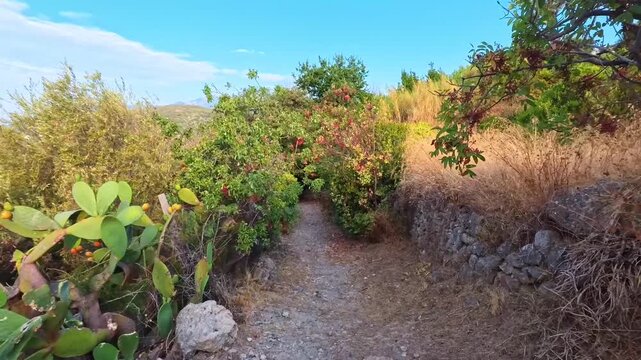 Walking coastal trail through Cacti and Dense Mediterranean vegetation in warm daylight, Verezzi, Italy - POV VIDEO - NO AUDIO