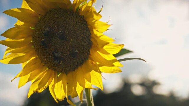 Bumblebees on the center of a blooming sunflower in close-up on an open field. Bright sunlight illuminates the petals and seeds. Concept of oilseed crop pollination and ecology
