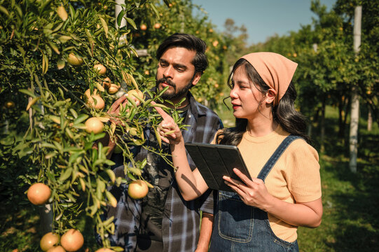 
Two people inspect fruit-bearing trees together