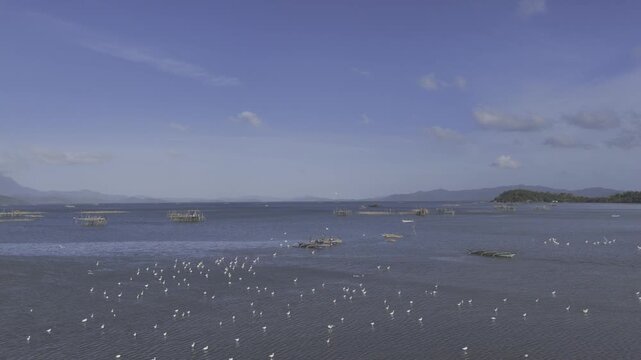 Aerial drone view of Fishermen cleaning nets as egrets feed in shallow water at Inner Malampaya Sound, Taytay