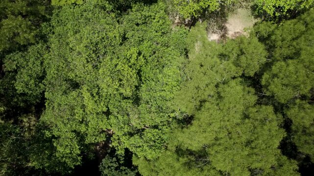 Drone zenital going up from near a top tree and revealing part of BotanicalGarden and the estreet aside in Rio de Janeiro, Brazil.