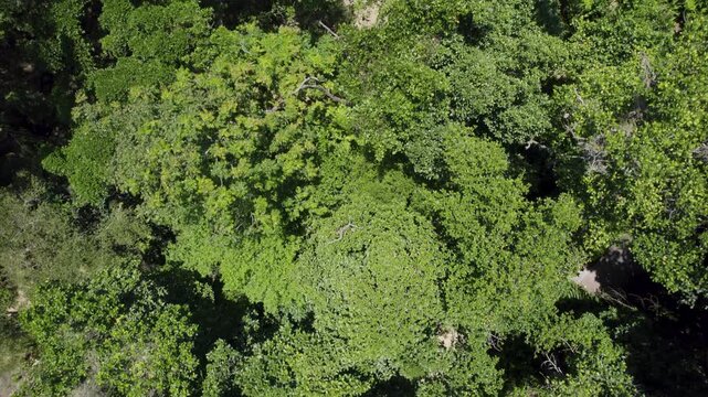 Top view, zenital drone over trees in a sunny day