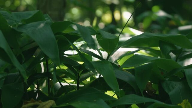 A lush green deciduous forest filled with abundant bamboo grass
