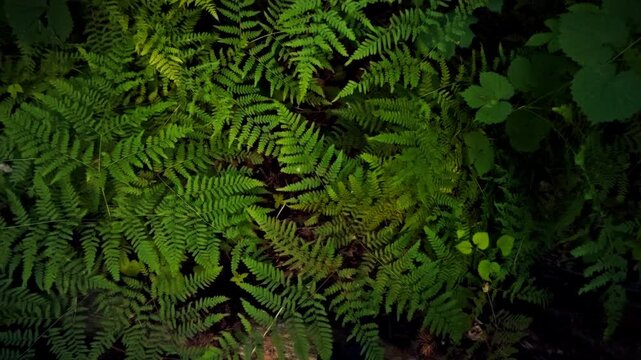 Close-up of fern leaves in a woodland area viewed from above during daytime. The concept of natural diversity and ecological purity of the forest environment