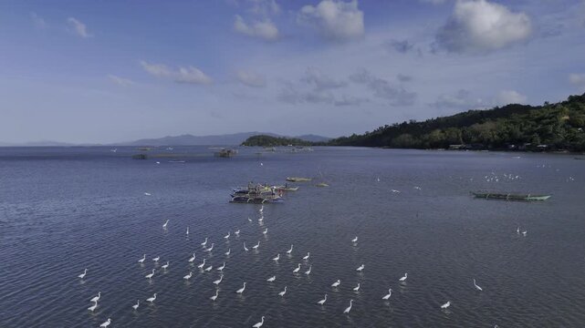 Aerial drone view of Egrets feeding beside fishermen cleaning nets at Inner Malampaya Sound, Taytay