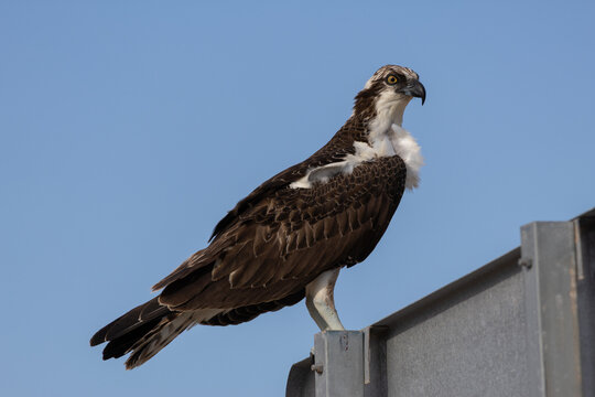 Osprey on a car sign
