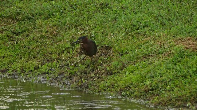 Green heron in the rain flies away