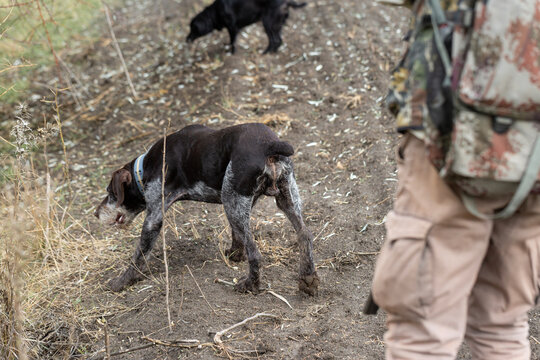 A hunter with a gun and his pet dogs. A spaniel and a german wirehaired pointer drathaar in search of a pheasant.