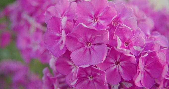Close up of blooming pink phlox flowers swaying gently. Authentic nature scene for wellness, sustainability, and ecofriendly branding.