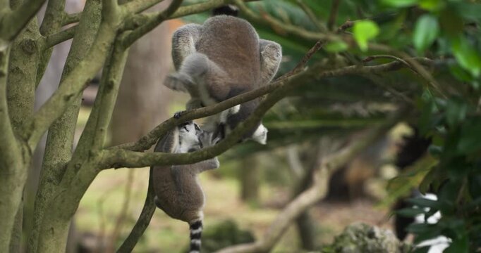 Playful baby ring tailed lemur climbs over and pesters mother while she navigates tangled tree branches in wooded habitat