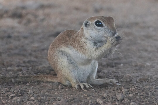 round-tailed ground squirrel in the desert