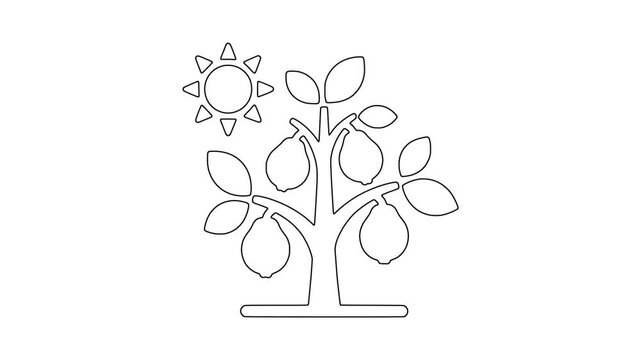 Fruit tree with sun icon animation