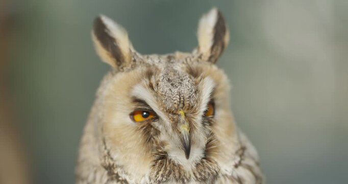 Long eared owl face with striking orange eyes tufted ears and detailed feathers - Extreme close up