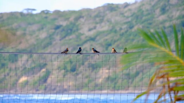 Row of Pacific swallow birds perched on volleyball net line on tropical island in Yasawa Islands, Fiji