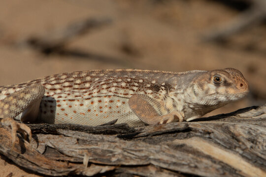 desert iguana on a trunk