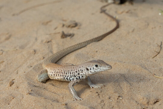 tiger whiptail on sand