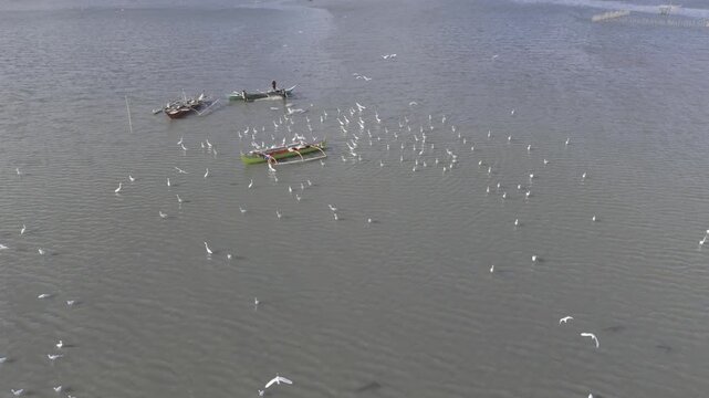 Aerial drone view of Egrets feeding beside a fishing boat in shallow water at Malampaya Sound
