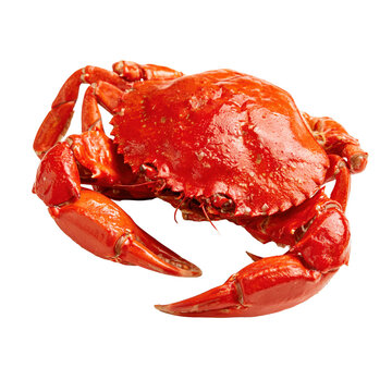 Boiled serrated mud crab placed on a white background for food presentation in a cooking setting