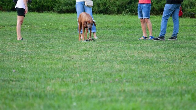 A small cavalier King Charles spaniel and a large rhodesian ridgeback play on a green lawn in a park. Owners spend leisure time with their domestic animals in an urban park.