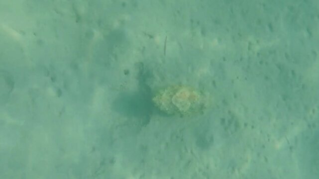  Very large cuttlefish swimming over a coral reef, Las Cabanas, Marsa Alam, Red Sea, Egypt
