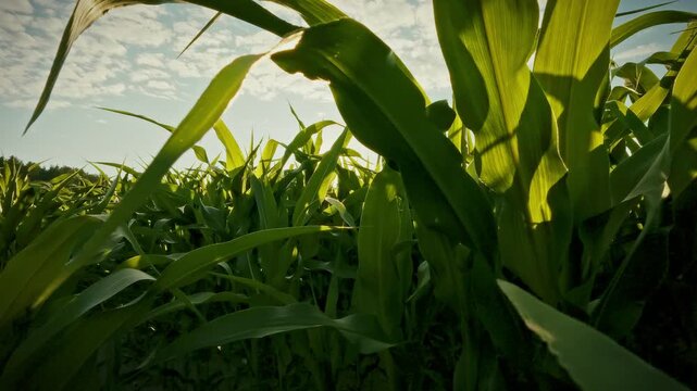 Glide moves through dense corn leaves and stalks in a sun-lit field, golden rows of corn extend across the agricultural plot while a farmer checks crop condition - theme of monitoring idea