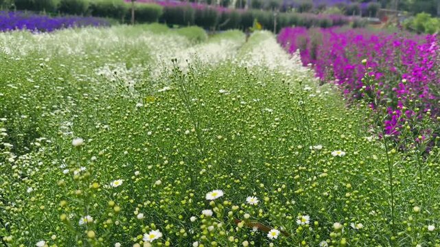 White and purple flowers in the field