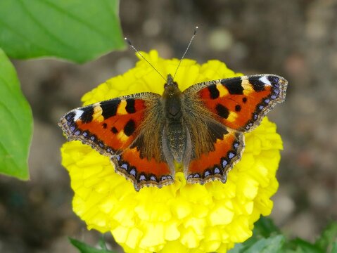 Tortoiseshell Butterfly on Yellow Begonia.