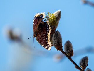 Schmetterling © Peter