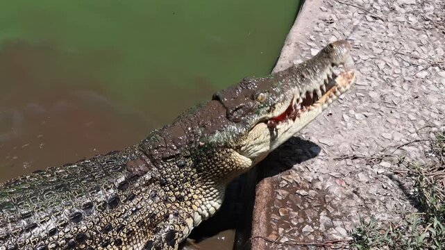 Crocodile in the water and tearing meat hanging on a rope, slow motion