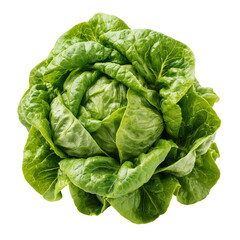 Fototapeta premium Butterhead lettuce on white background showing its full form and vibrant green leaves