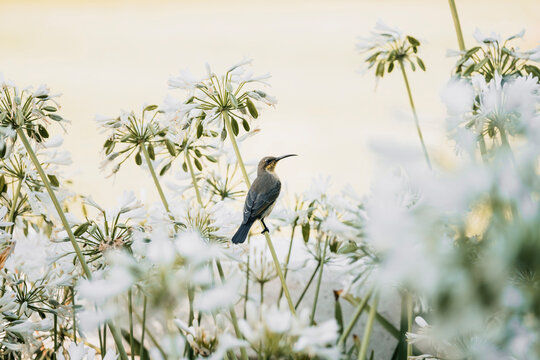 A Palestine sunbird perches on a white flower stem in nature