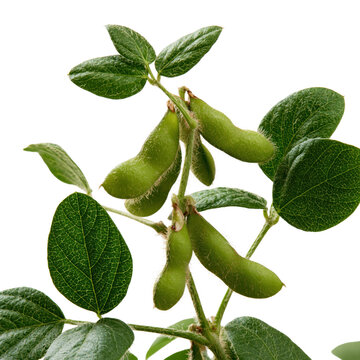 Soybean plant in  showing green pods growing on the stem