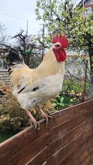 Beautiful Free-Range Rooster © Noemi