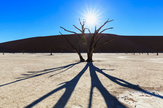 Namibia, Namib Naukluft, Namib Desert, dead acacias on clay pan at backlight