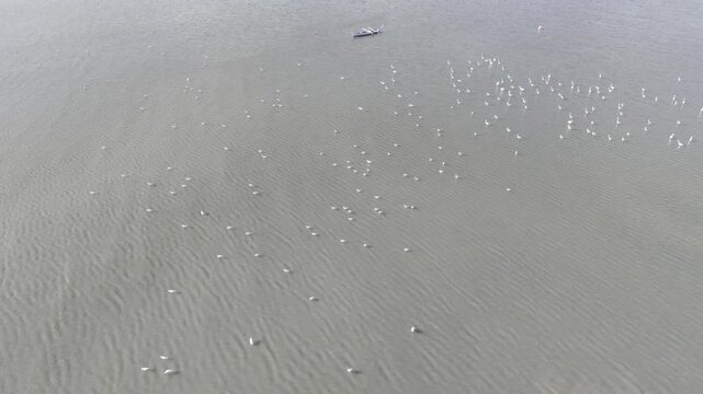 Aerial drone view of Large flock of egrets feeding in shallow water at Malampaya Sound, Palawan