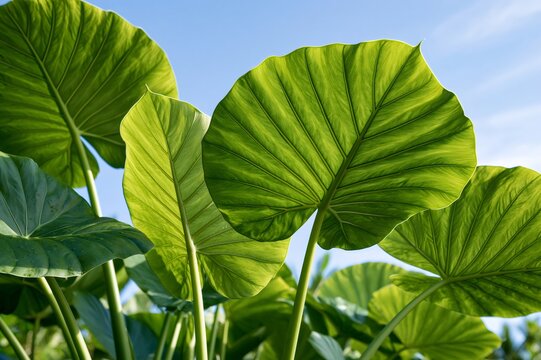 Elephant ear leaves showing vibrant green natural patterns