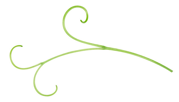 Organic grape tendrils close up. Green vine tendril isolated on white background with clipping path