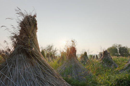 Austria, Burgenland, View of reed bundle at lake neusiedl