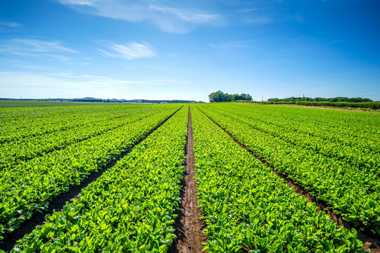 Lush green beetroot plants grow in a fertile field in Scotland