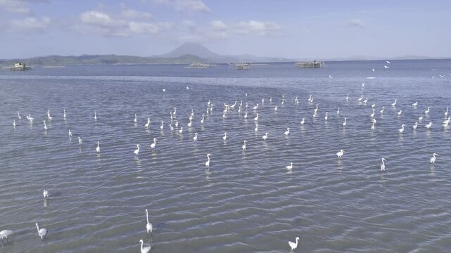Aerial drone view of Egrets feeding near fish cages with Mount Capoas in the background at Malampaya Sound