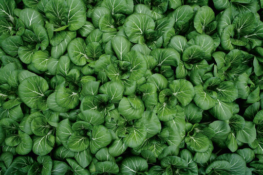 Germany, Bavaria, Cultivation of pak choi