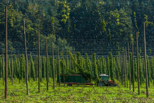 Germany, Bavaria, Attenhofen, hop harvest