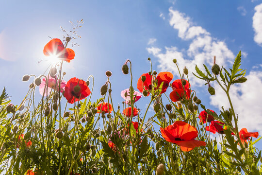 Germany, red poppies against the sun