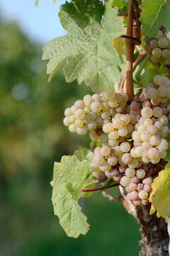 White grapes, close-up
