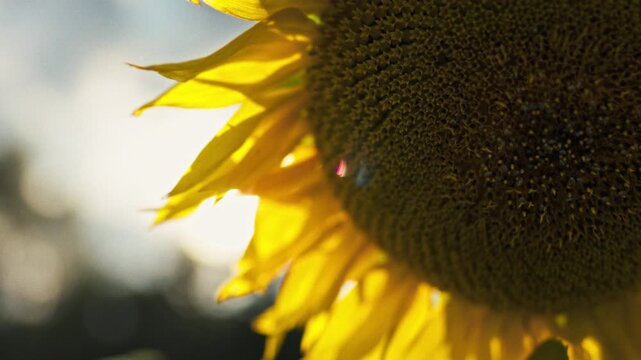 On an open field in bright summer sun, a sunflower blooms. Close-up captures details of yellow petals and center with seeds. Theme of nature and rural countryside
