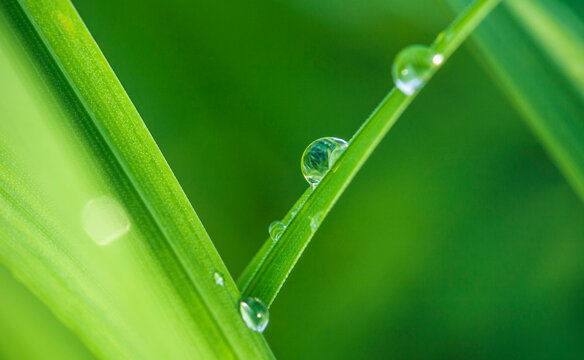 Austria, Close up of water drops on leaf